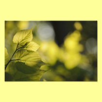 Leaves photo print photography