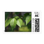 Leaves Postage Stamps