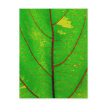 leaves post cards