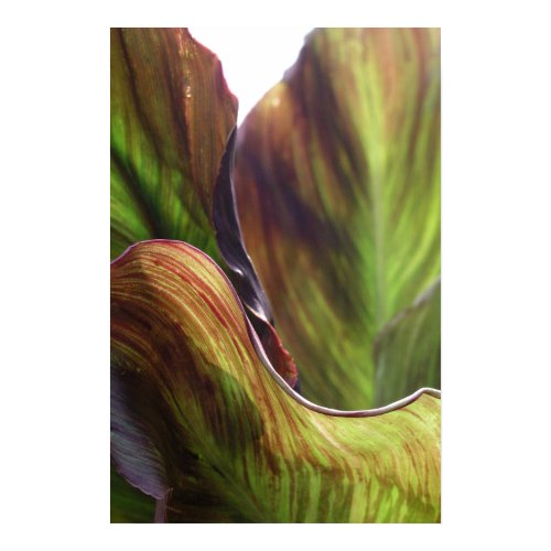 Leaves print