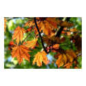 Leaves posters