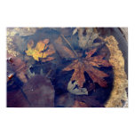 Leaves posters