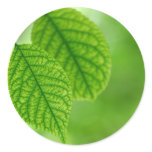 Leaves Round Stickers