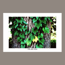 Leaves there #2 posters