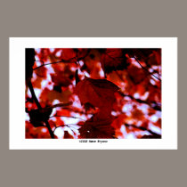 Leaves there #3 posters