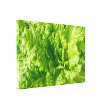 Lechuga Lona Estirada Galerías