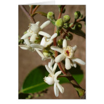 LECYTHIDACEAE: Cariniana legalis cards