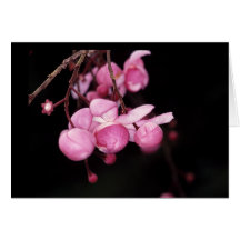 LECYTHIDACEAE: Couratari tenuicarpa Greeting Card