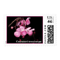 LECYTHIDACEAE: Couratari tenuicarpa Postage Stamps