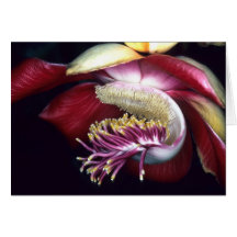 LECYTHIDACEAE: Couroupita guianensis Greeting Cards