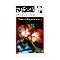 LECYTHIDACEAE: Couroupita guianensis postage