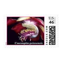 LECYTHIDACEAE: Couroupita guianensis postage