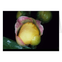 LECYTHIDACEAE: Eschweilera apiculata Card