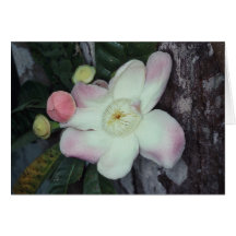 LECYTHIDACEAE: Gustavia augusta Cards