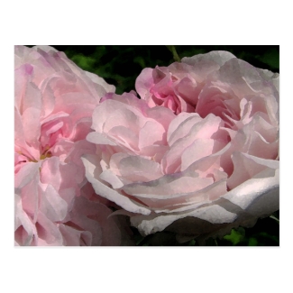 Leda Rose Flower Postcard