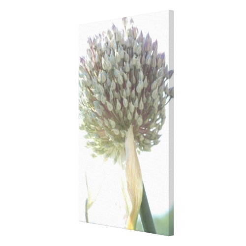 leek flower leek flower