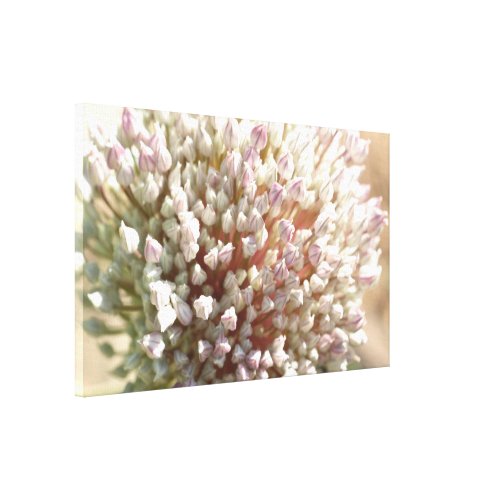 Leek Flower: Pink Leek Flower: Pink