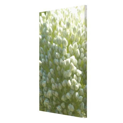 Leek Flower: Green Leek Flower: Green