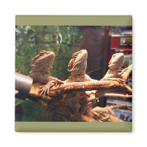 Leezard Trio Magnet