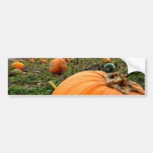 Leftover Pumpkins Bumper Stickers