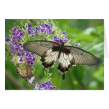 Legend of Butterflies Card