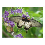 Legend of Butterflies Postcard