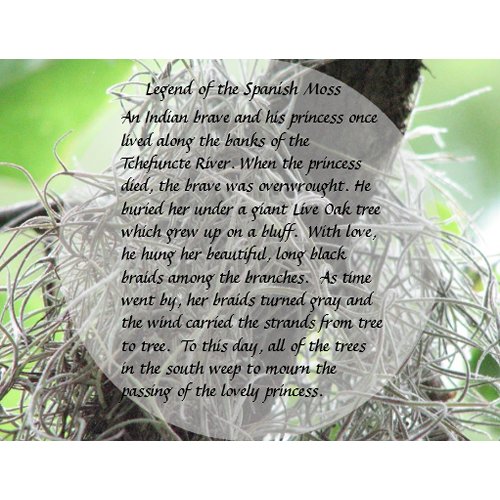 Legend of the Spanish Moss postcard