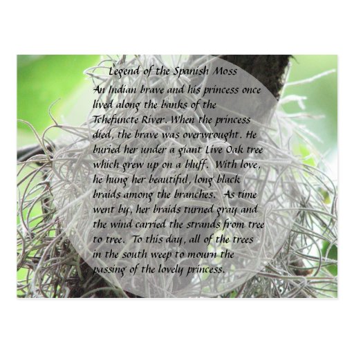 Legend of the Spanish Moss Postcard Zazzle
