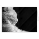 Legend of the Sphynx - Black & White cards by wottwin Legend of the Sphynx - Black & White cards