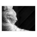 Legend of the Sphynx Black & White posters