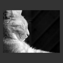 Legend of the Sphynx Black & White posters by wottwin Legend of the Sphynx Black & White posters