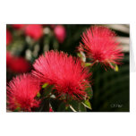 Lehua Blossom Blank Card