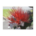 Lehua postcards