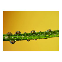 Leinwanddruck Leinwand  Canvas   Wassertropfen Posters