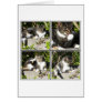 Leisure Time Of A Cat Col...