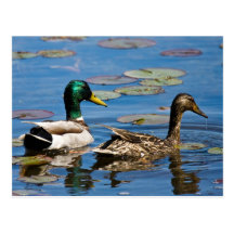 Leisurely  Paddle Postcard