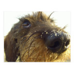 Lemme think about that... cute Dachshund Postcards