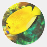 Lemon Angelfish Sticker