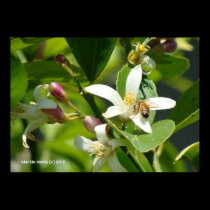 Lemon Blossom Bee (1) posters