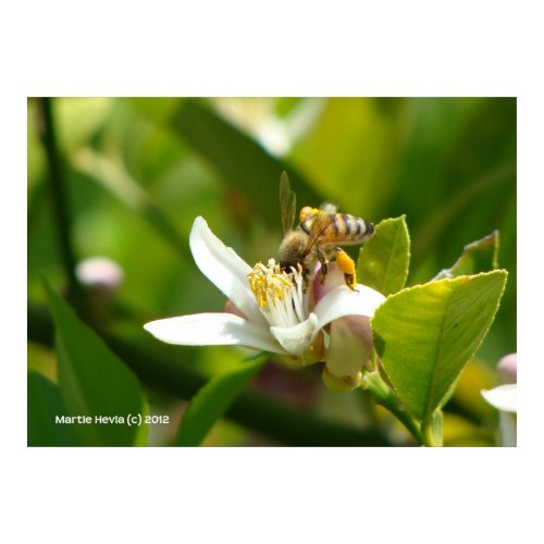 Lemon Blossom Bee (3) zazzle_print