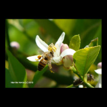 Lemon Blossom Bee (3) posters