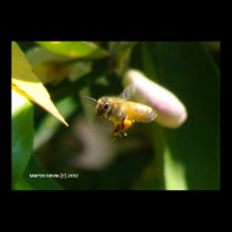 Lemon Blossom Bee (5) posters
