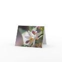 Lemon Blossom Note Card