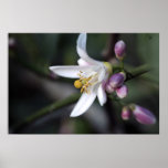 Lemon Blossom on Canvas Print
