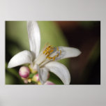 Lemon Blosson on Canvas Print
