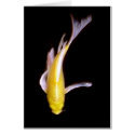 Lemon Buttefly Koi cards