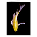 Lemon Buttefly Koi Cards