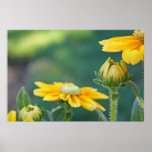Lemon Drop Rudbeckia Print