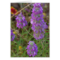 Lemon Horsemint Card cards