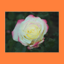 Lemon Kissed Rose Photograph Mini Print postcards
